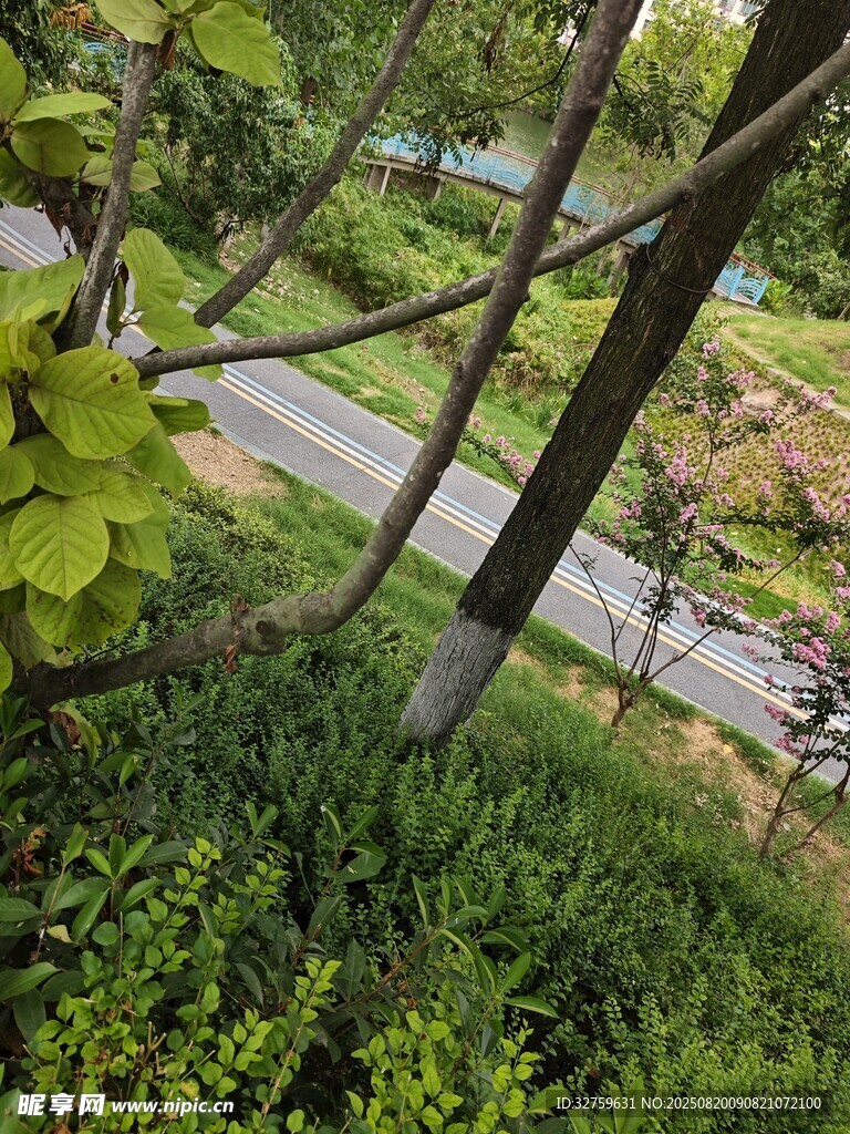 透過(guò)枝葉看戶外道路