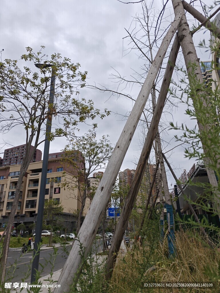 傾斜樹木旁的城市景象