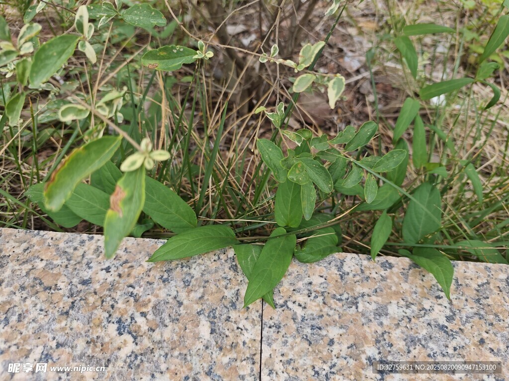 石縫中生長的綠色植物