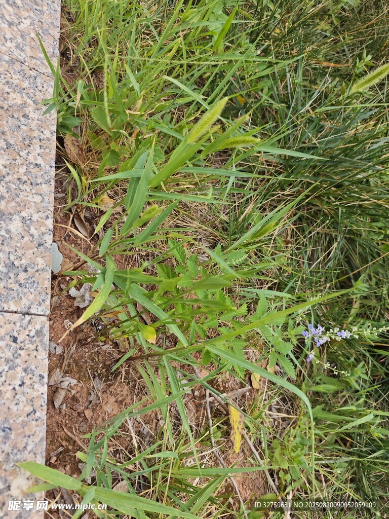 路邊生長(zhǎng)的嫩綠雜草