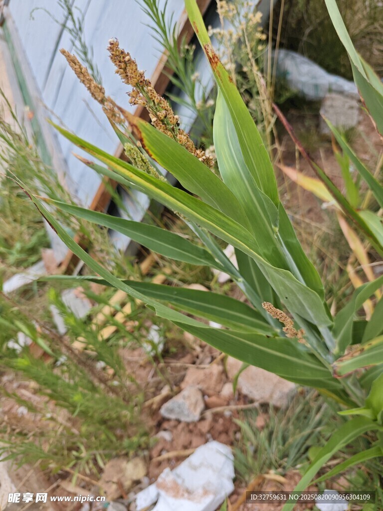 野外生長(zhǎng)的獨(dú)特植物