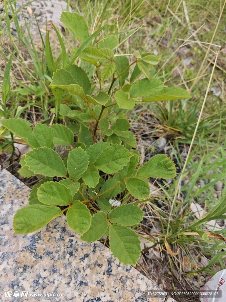 石縫中生長(zhǎng)的嫩綠植物