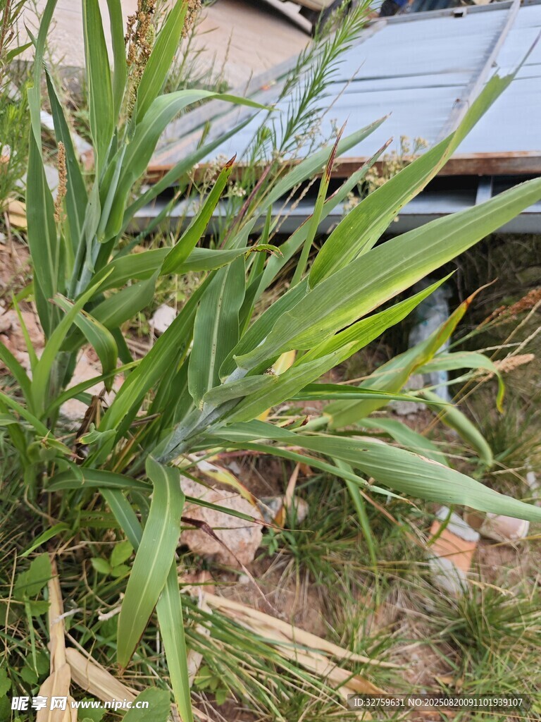 戶外生長(zhǎng)的綠色植物