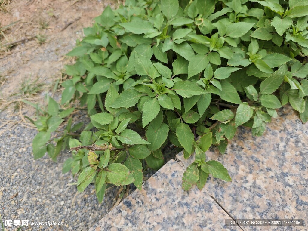 石縫中生長的翠綠植物