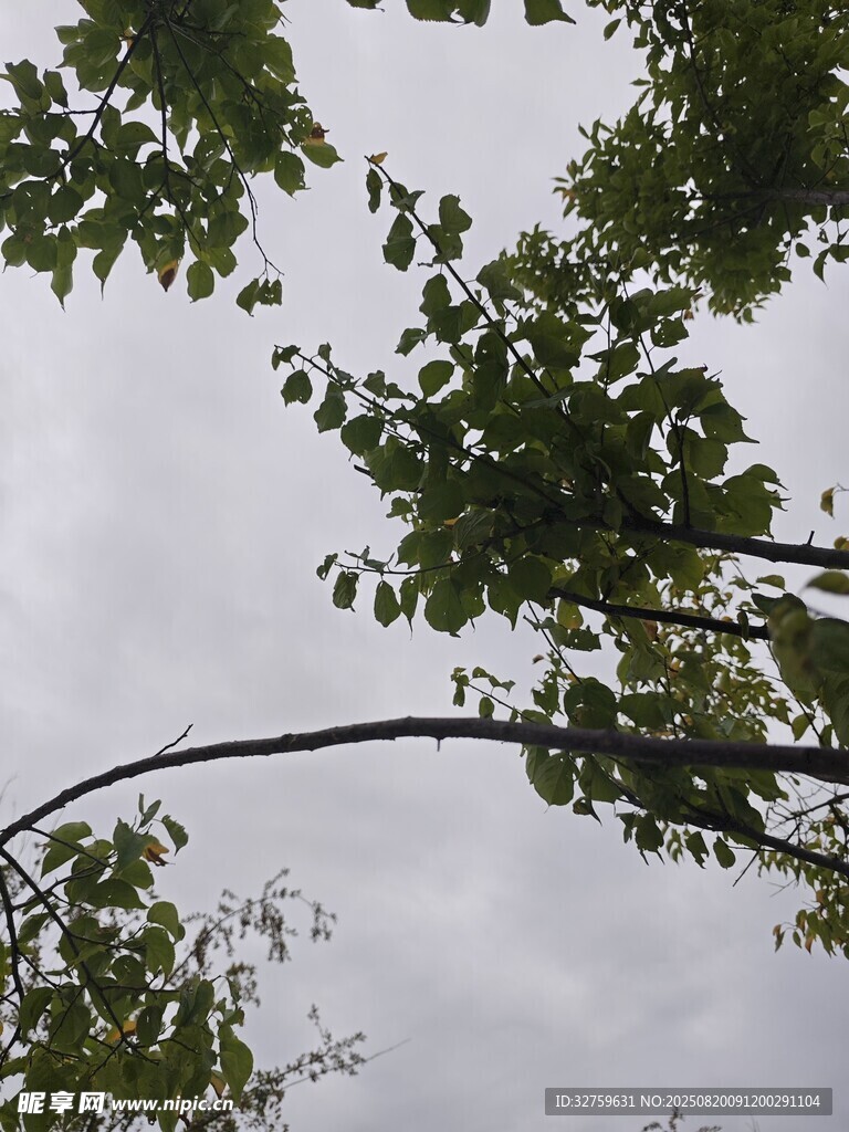 仰視視角下的繁茂枝葉