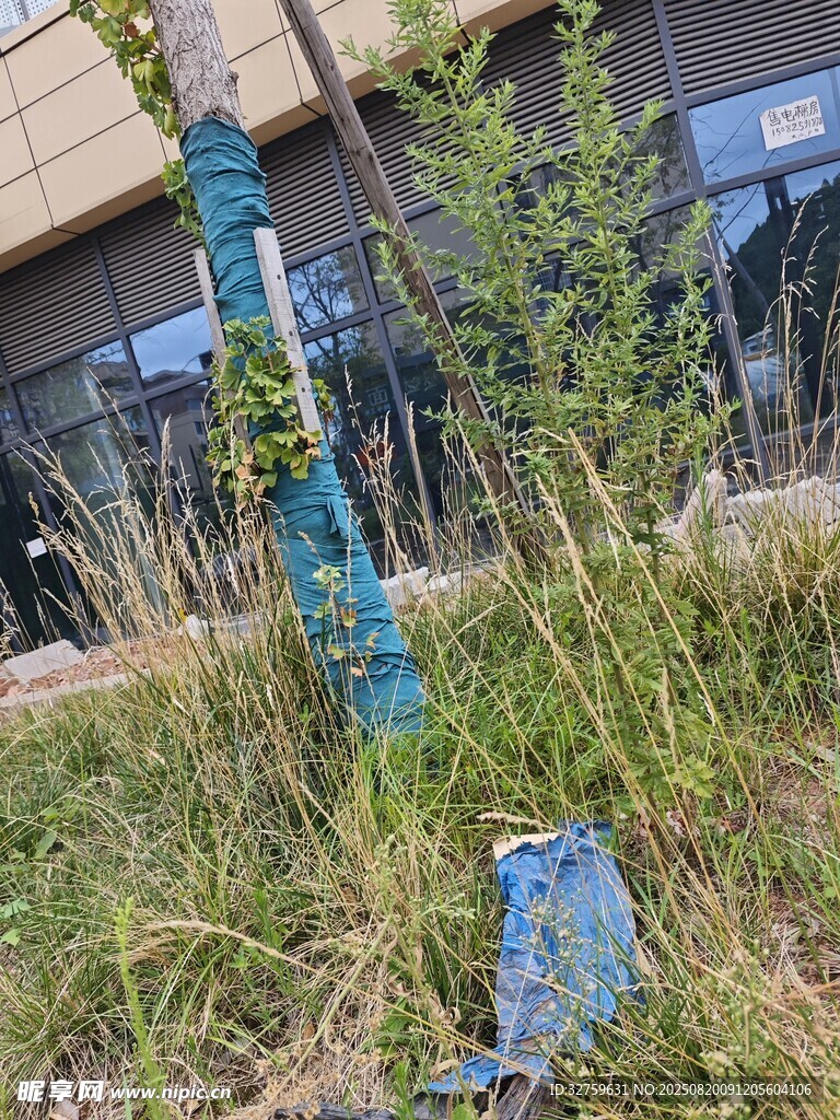 戶外草叢中的藍色物件