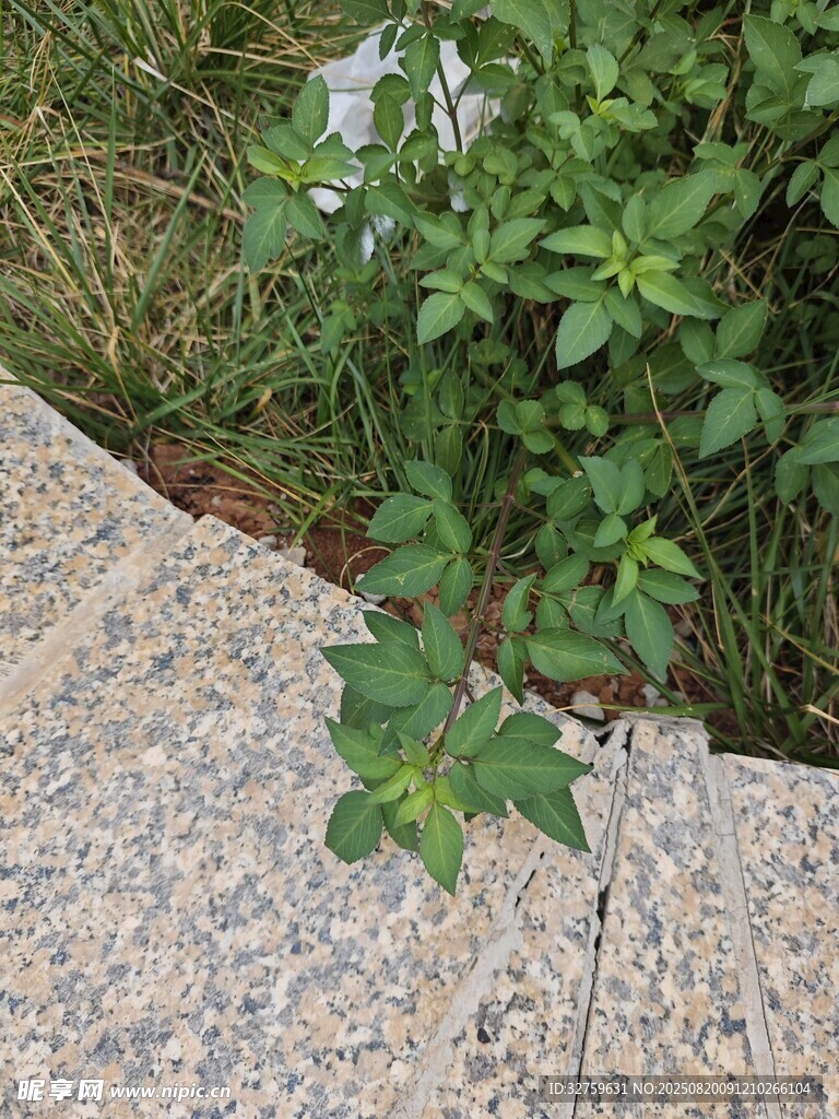 石縫間生長(zhǎng)的翠綠植物