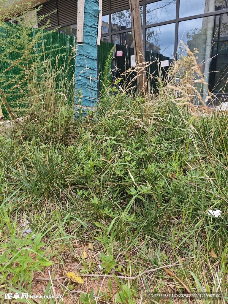 窗邊繁茂綠植景觀