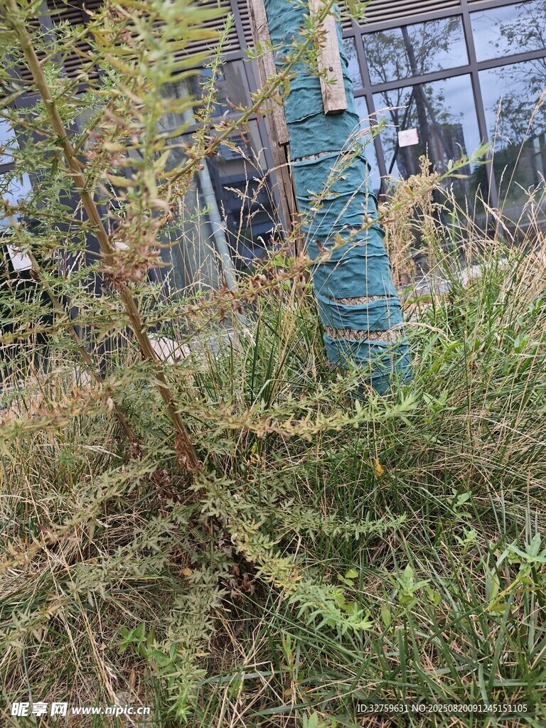 戶外綠植景觀