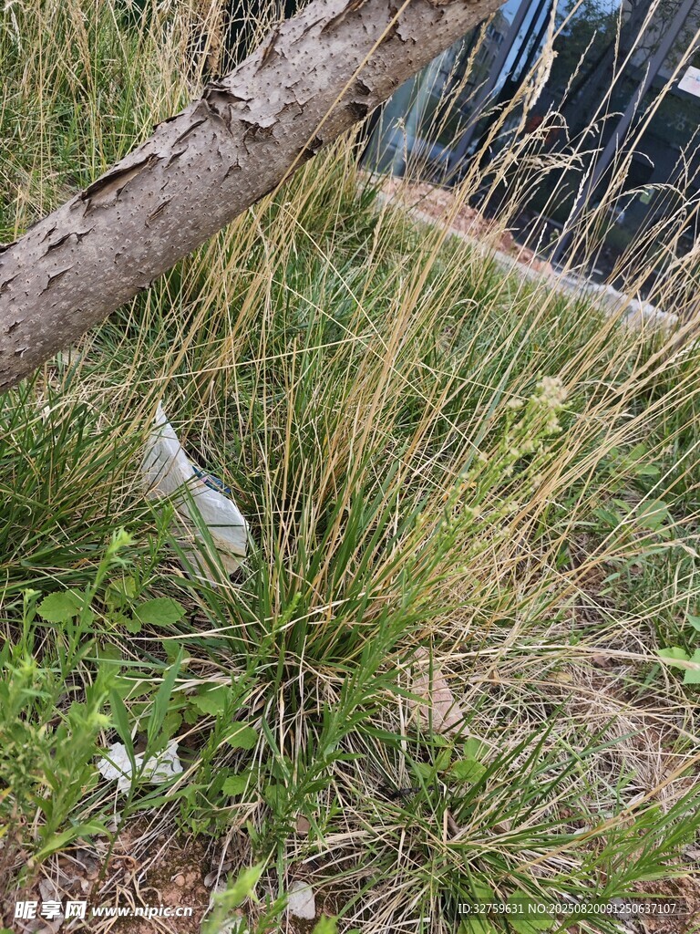 野外叢生的草本植物