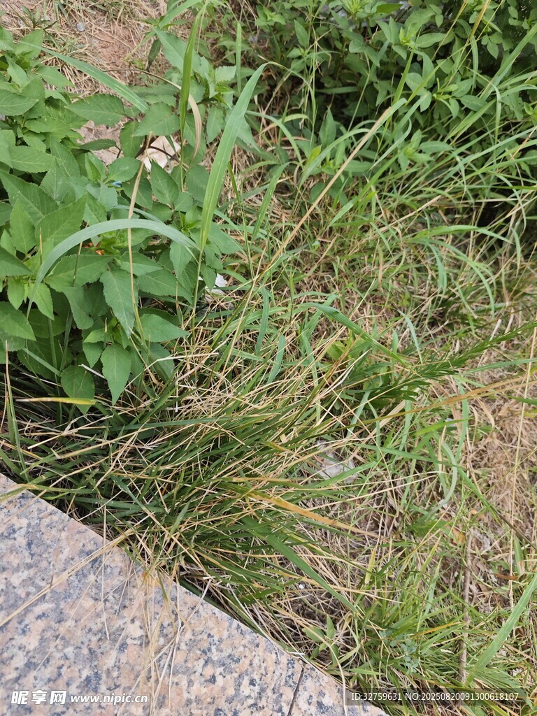 路邊草叢中的綠色植物