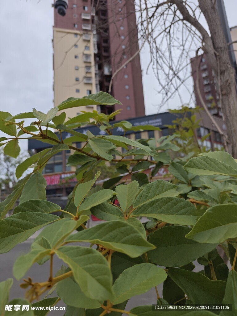 綠葉掩映下的城市建筑