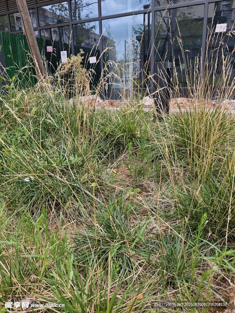 戶外草地景觀
