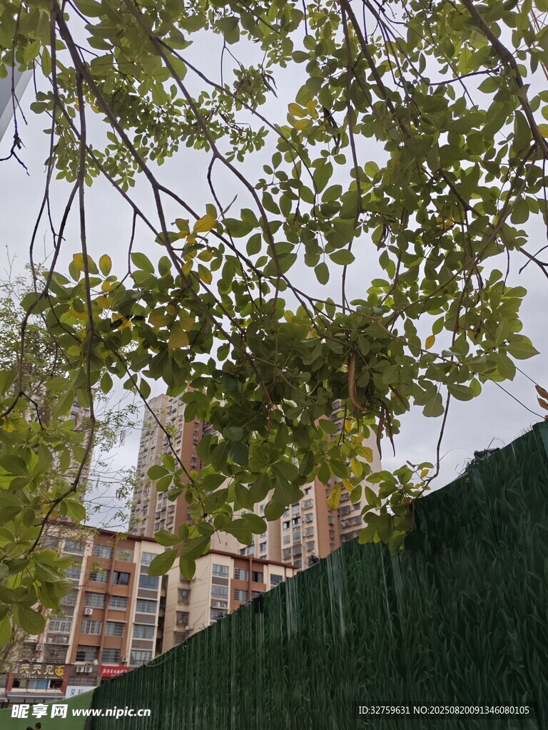 透過枝葉看遠(yuǎn)處建筑