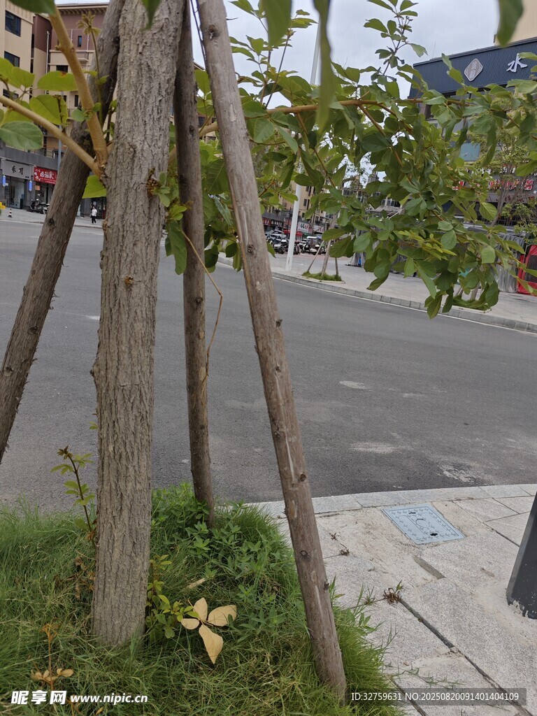 路邊木架支撐的綠植