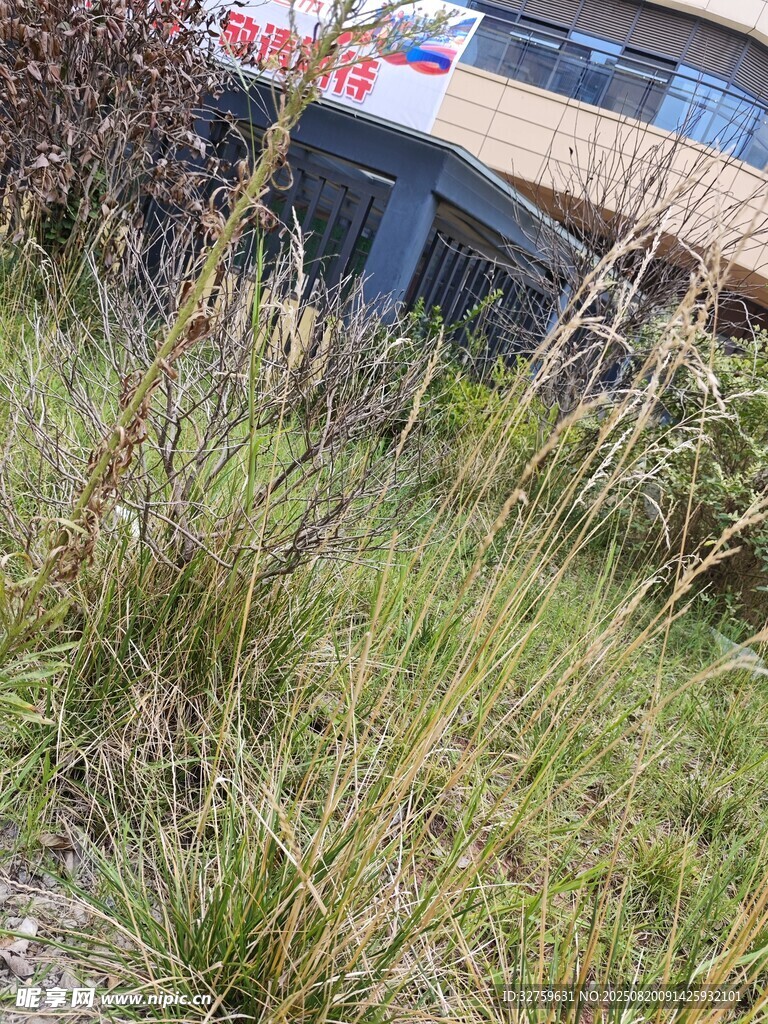 戶外草地與背景景物