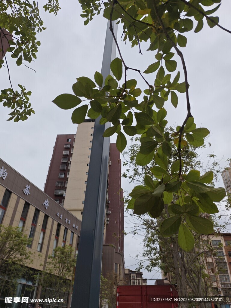 城市中高聳的建筑與枝葉