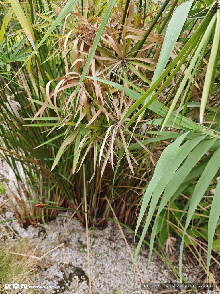 野外叢生的綠色與枯黃植物