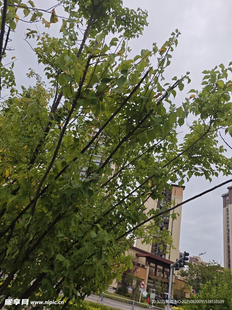 綠樹(shù)掩映下的城市景象