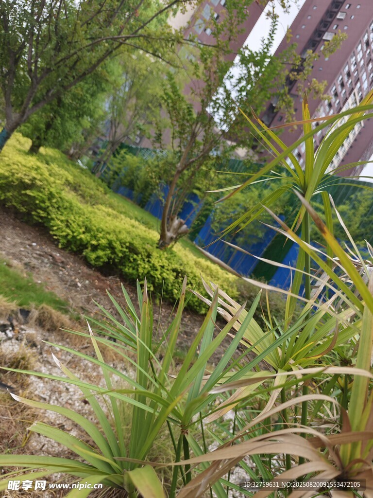城市中的綠植景觀