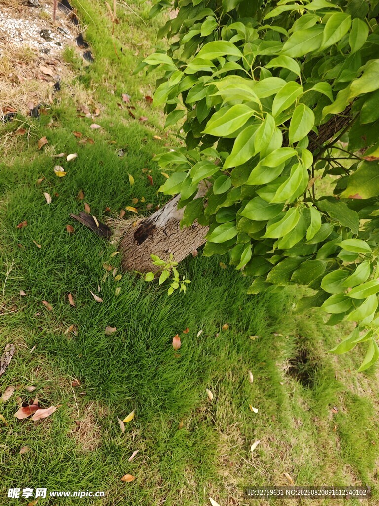 草叢中的小動物