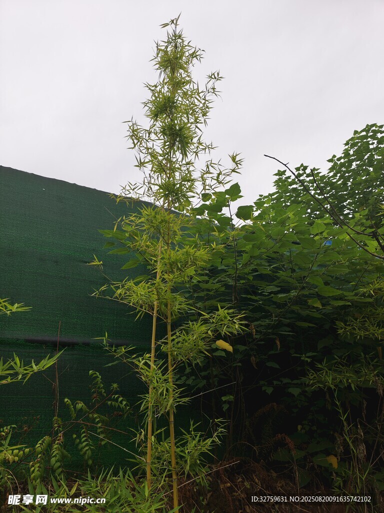 野外綠植與背景墻景觀
