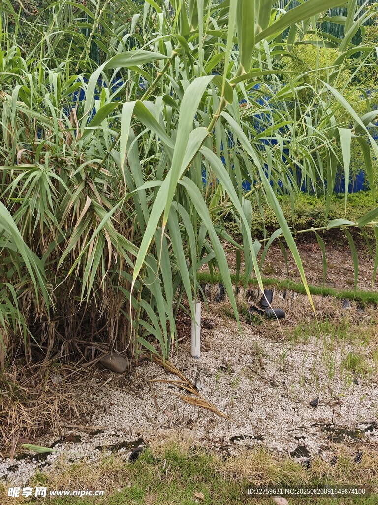 田間茂盛的甘蔗植株