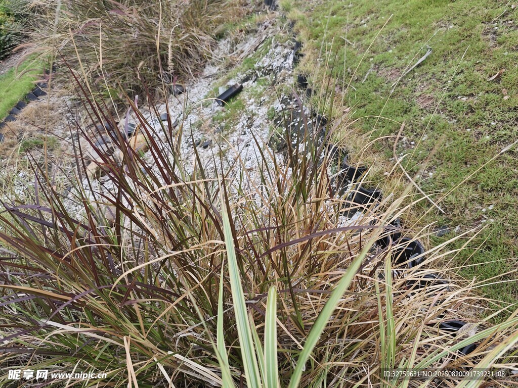 野外草地中的植物景觀