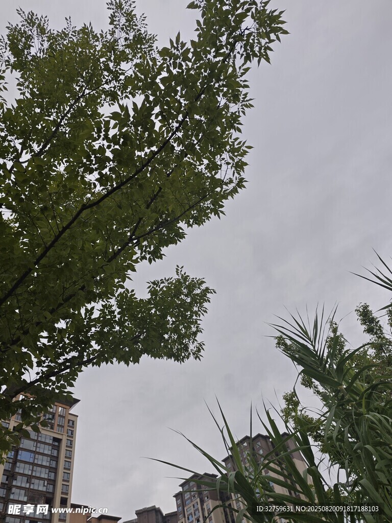 城市中枝葉繁茂的綠樹