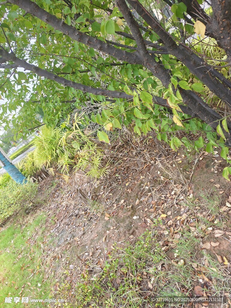 樹(shù)林中的地面與繁茂枝葉