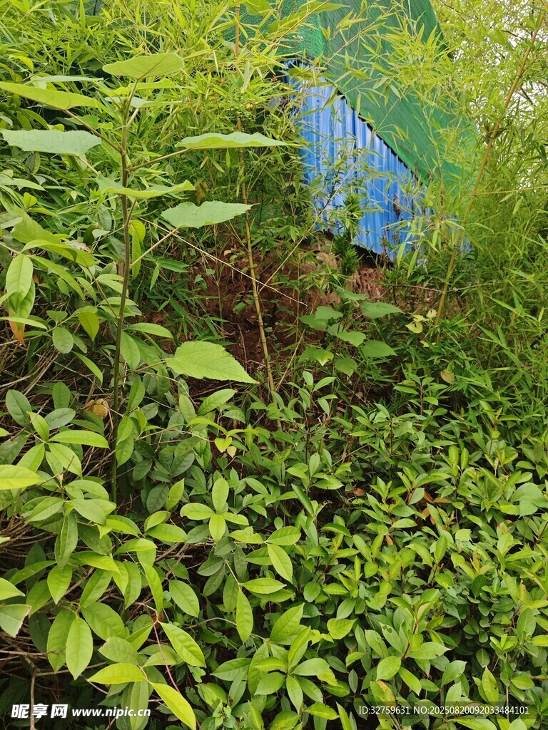 綠意盎然的植物景觀