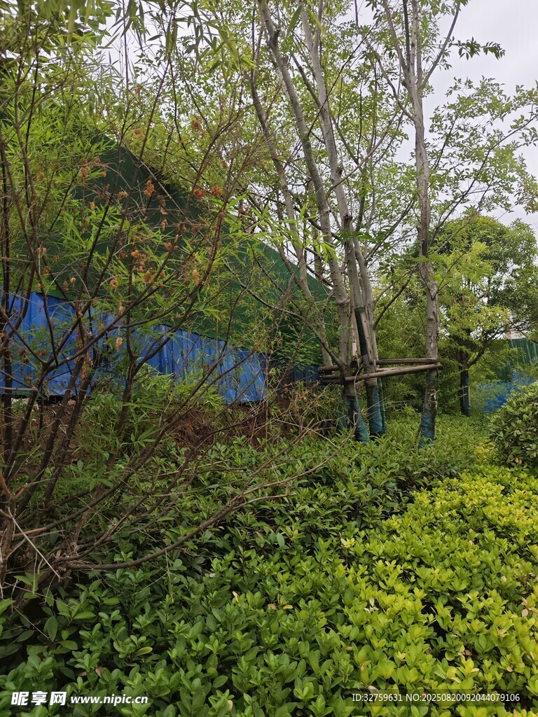 綠意盎然的戶外植物景觀