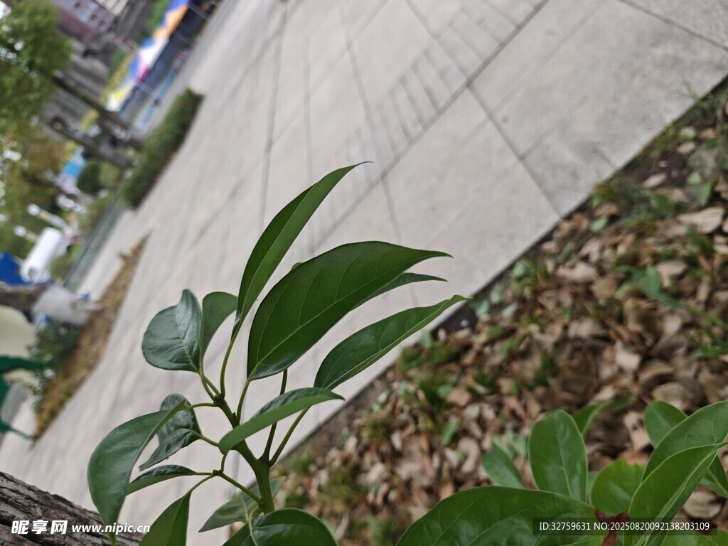 路邊綠植特寫
