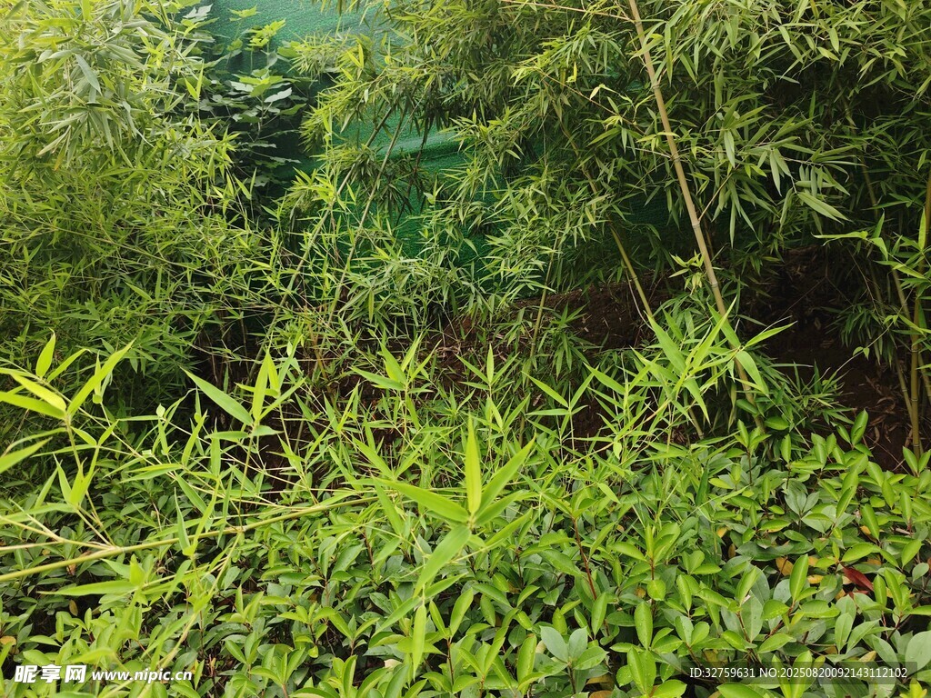 茂密綠意盎然的叢林景觀