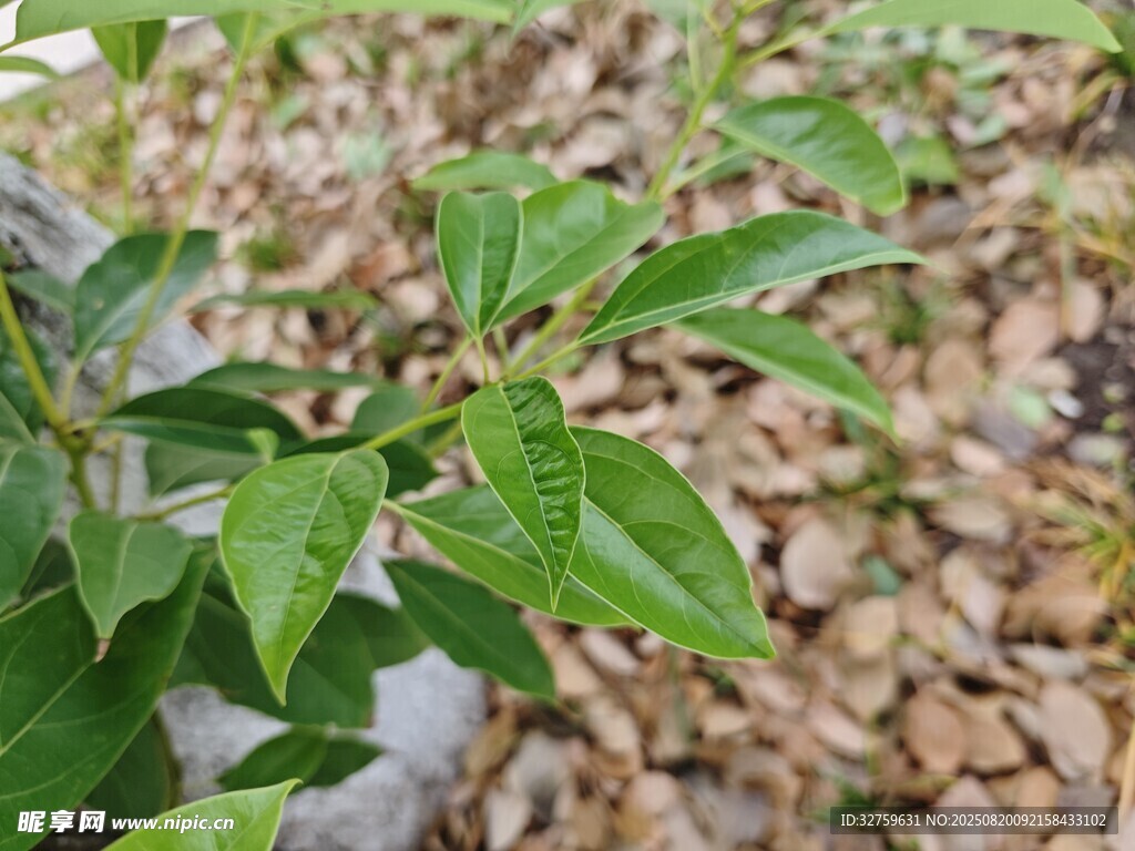 綠葉襯碎石的清新植物景