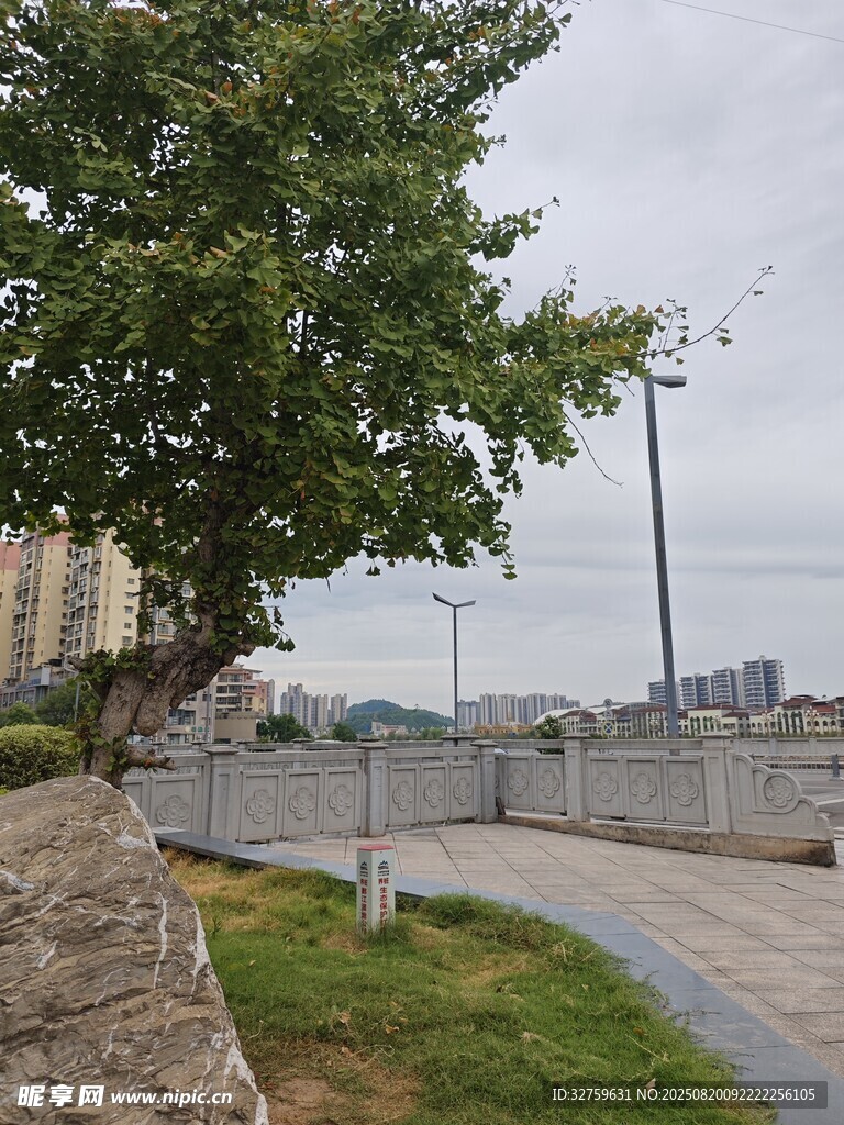 城市路邊綠樹與開闊景象
