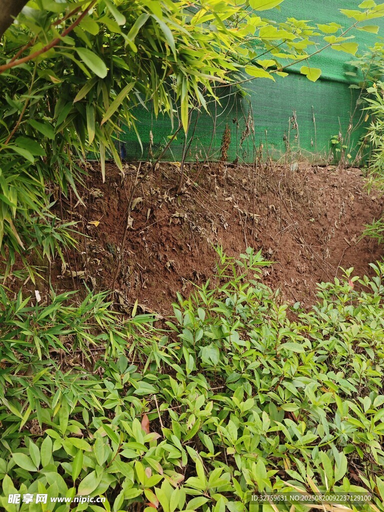 綠意盎然的花園一角