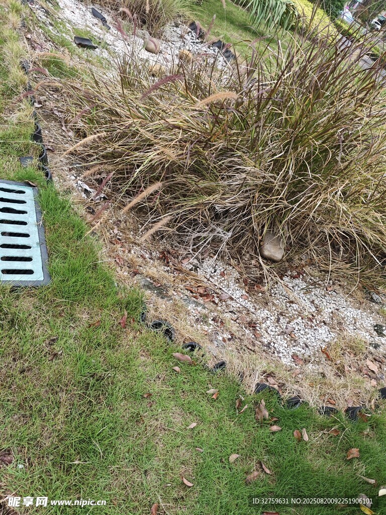 草地旁的排水口與植被