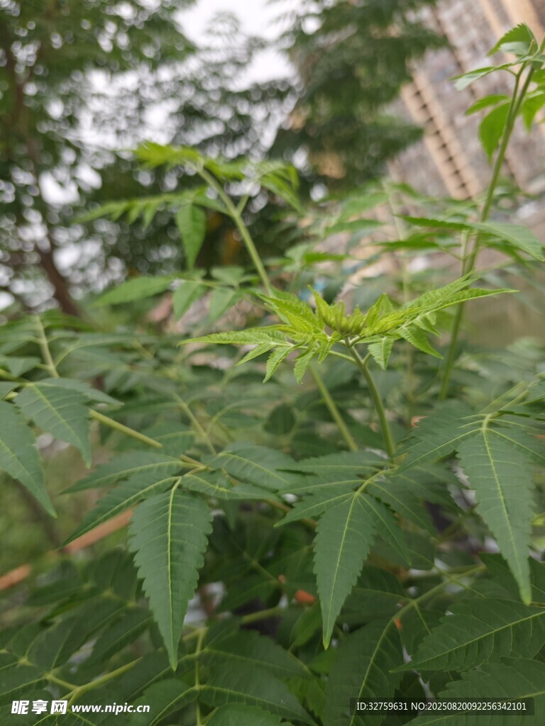 綠葉繁茂的植物特寫