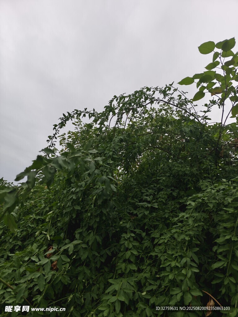 繁茂綠植覆蓋的景象
