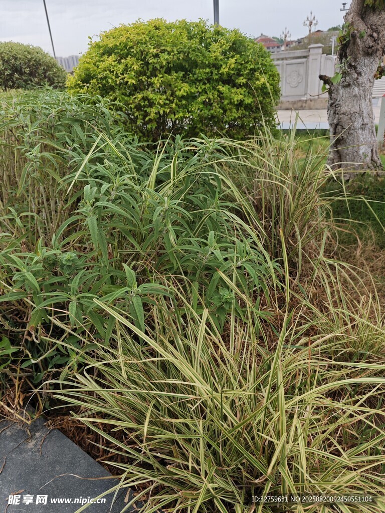 路邊茂盛的多樣綠植景觀