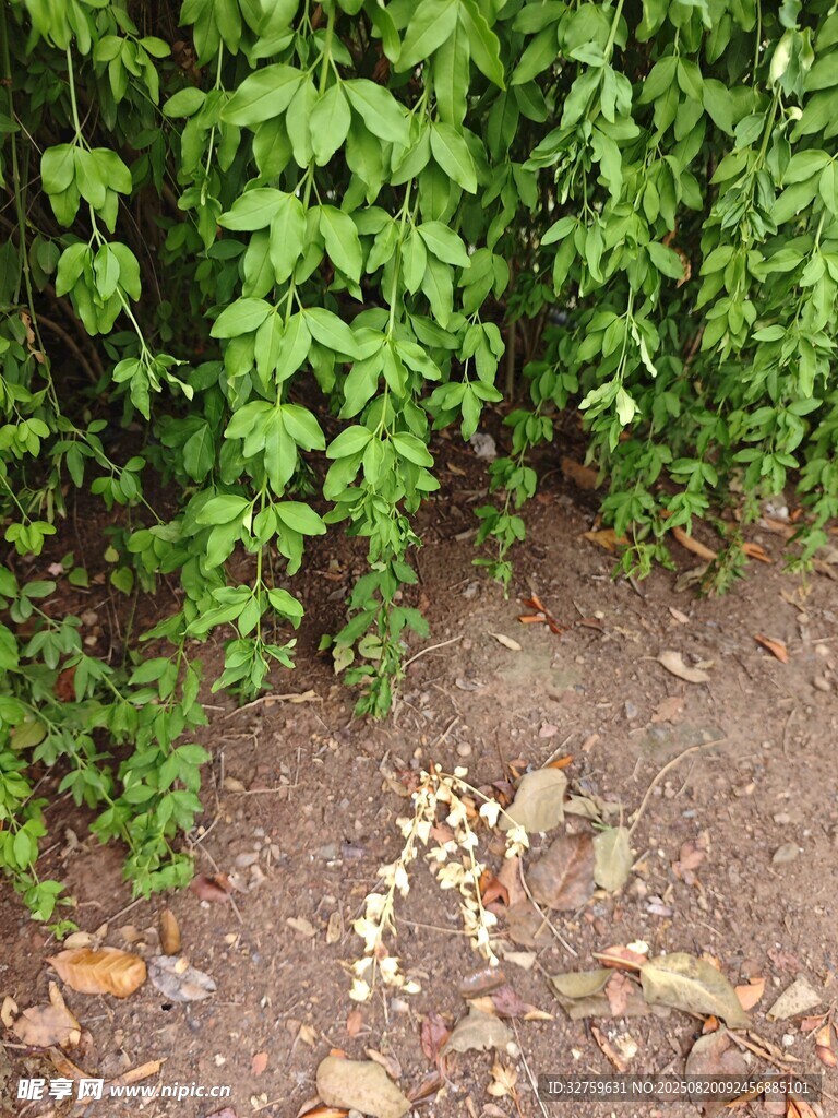 地面綠植旁的散落白色物體