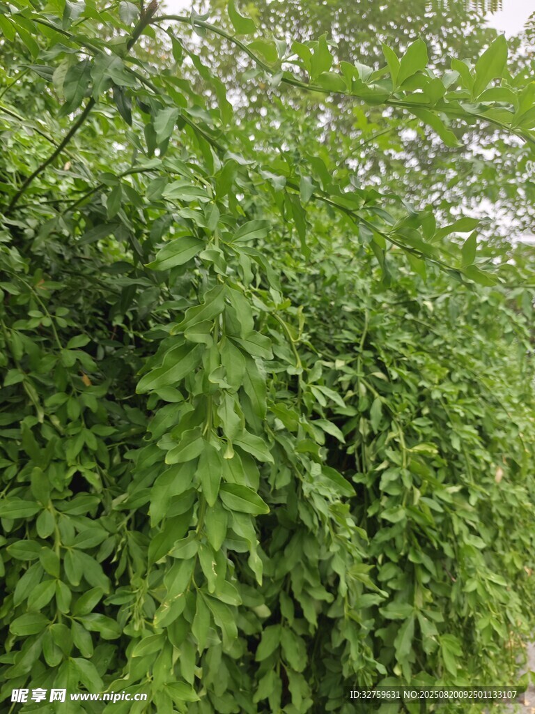 茂密綠植景觀