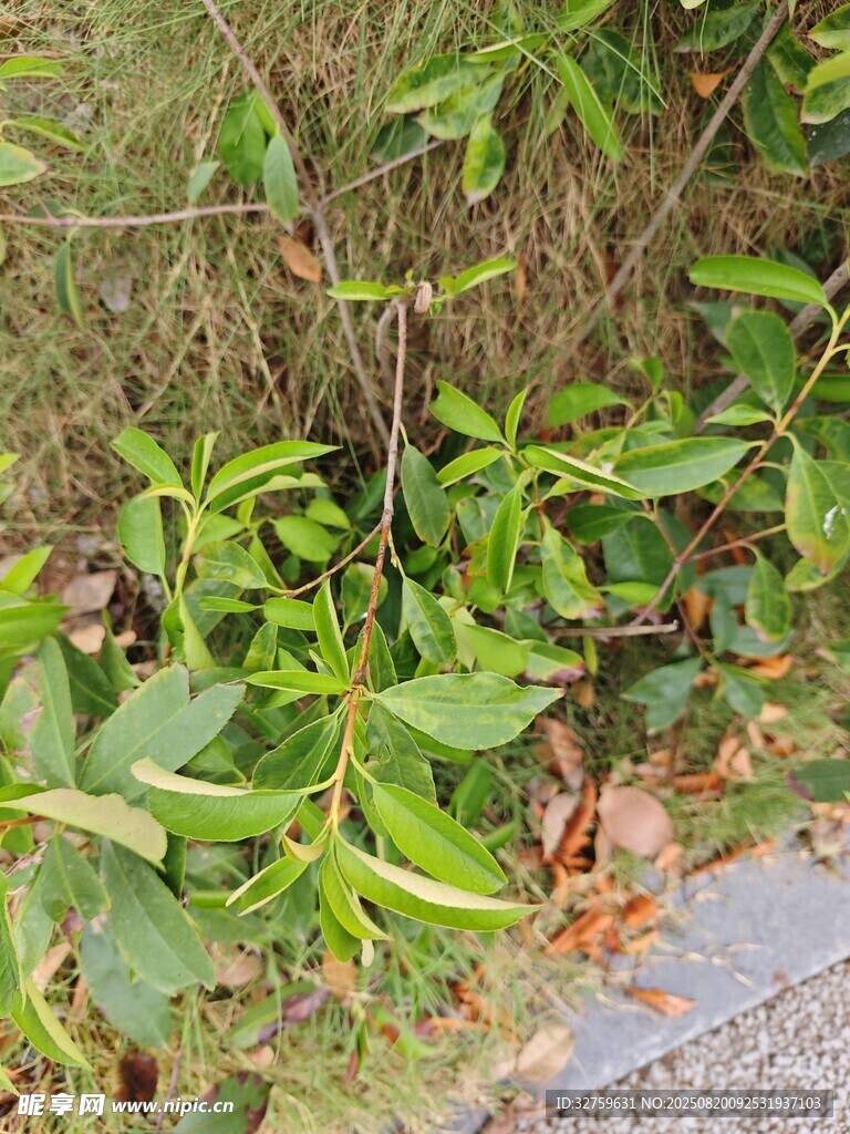 路邊嫩綠植物生機(jī)勃勃