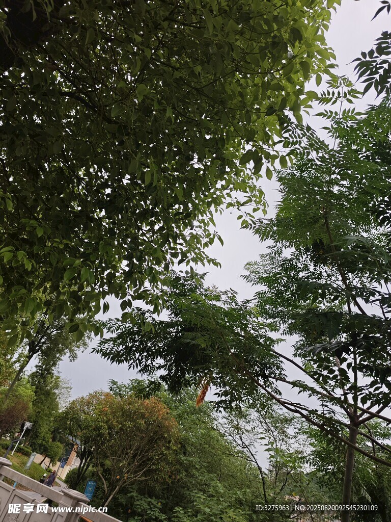 綠意盎然的戶外樹(shù)木景觀