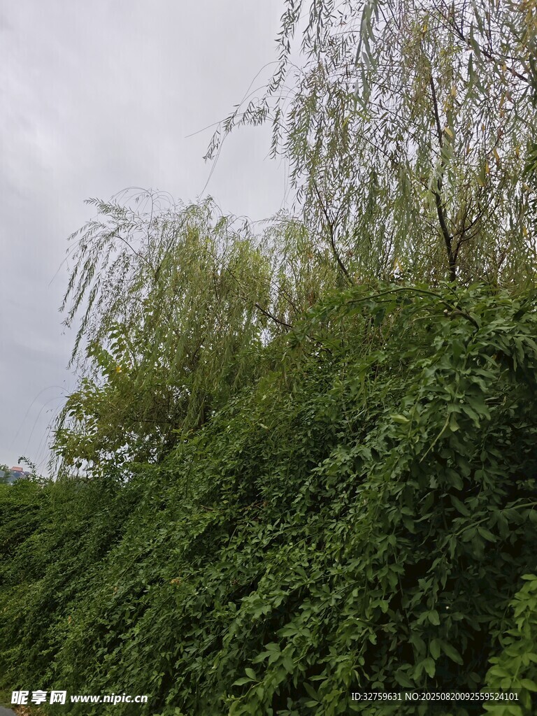 垂柳覆綠墻的自然景致