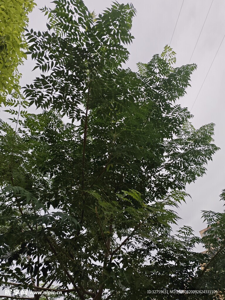 高大蔥郁的綠色樹木