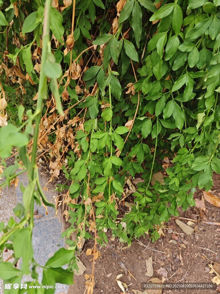 綠葉間的藤蔓植物