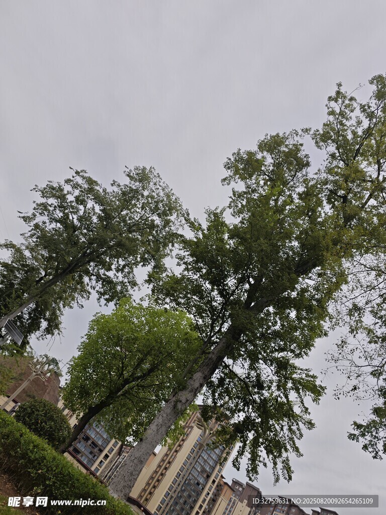 戶外綠樹景觀
