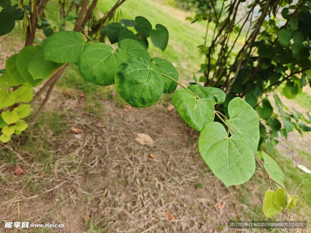 綠葉植物特寫